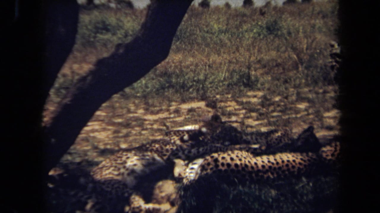 Spotted cheetahs lie close together in a shaded patch beside sunlit scrub.