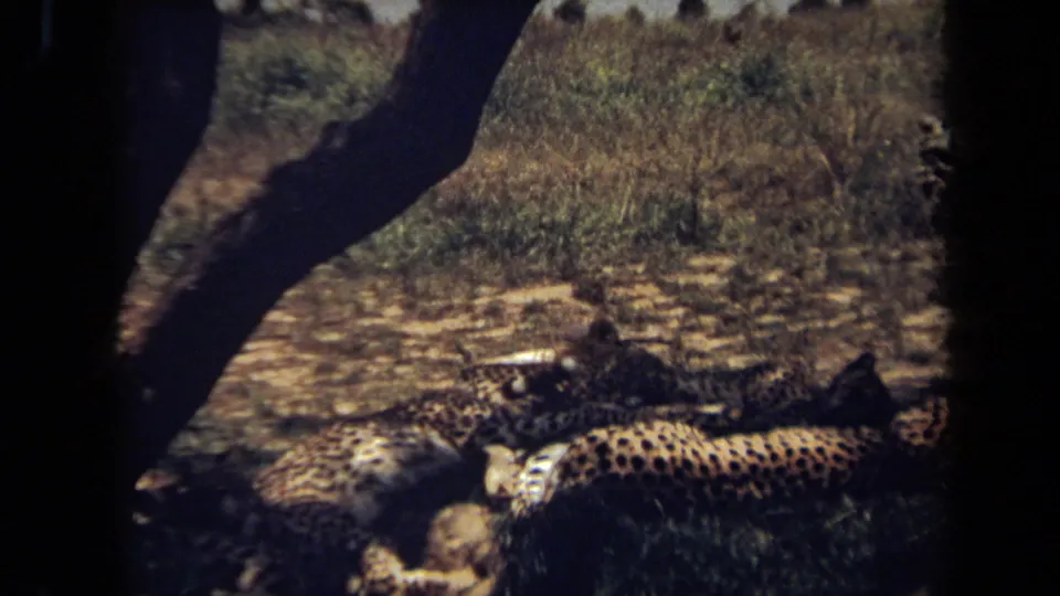 1971 8mm frame from Laguna Hills metadata with resting cheetahs seen through tree trunks in a dry outdoor habitat.