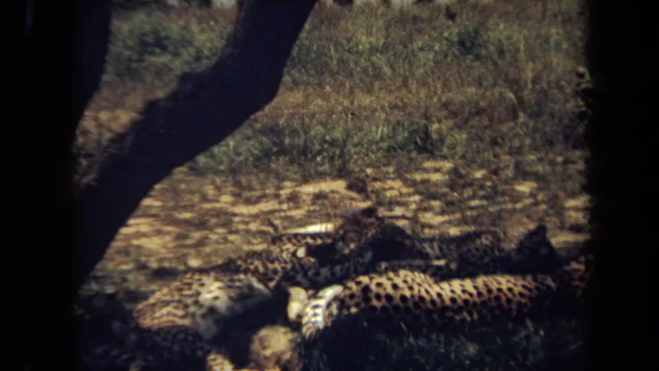 1971 8mm frame from Laguna Hills metadata showing cheetahs resting under a tree with scrub grass and heavy film grain.