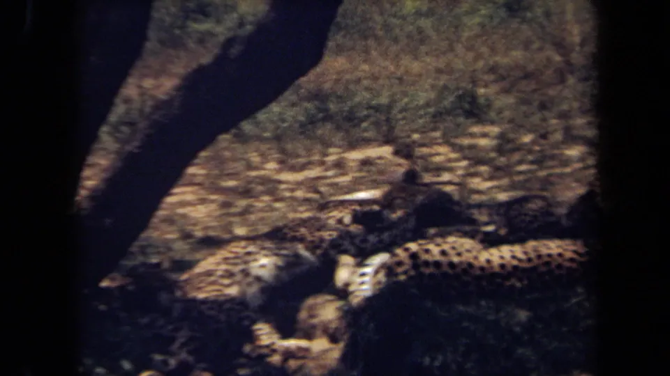 1971 8mm frame from Laguna Hills metadata with cheetahs lying in shade, partially blocked by a dark foreground trunk.