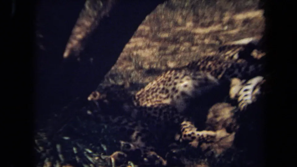 1971 8mm frame from Laguna Hills showing a spotted big cat resting on the ground, partly obscured by dark foreground silhouettes.