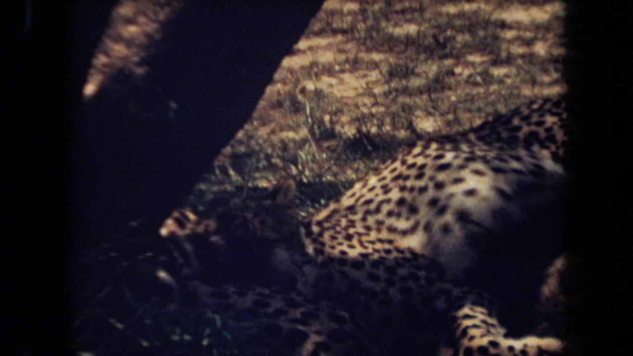 A spotted big cat rests outdoors in the Laguna Hills 1971 home-movie footage, with dark foreground shapes cutting across the frame.
