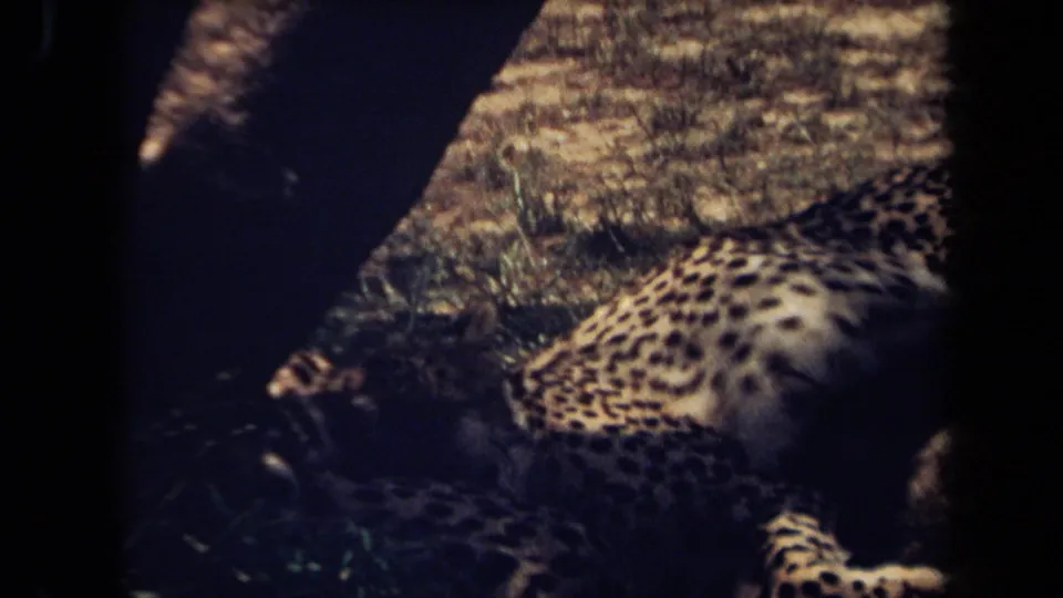 A spotted big cat rests outdoors in the Laguna Hills 1971 home-movie footage, with dark foreground shapes cutting across the frame.