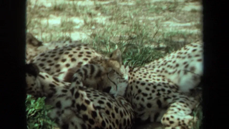 1971 Laguna Hills 8mm frame showing multiple spotted big cats resting together outdoors on grass and dry soil.