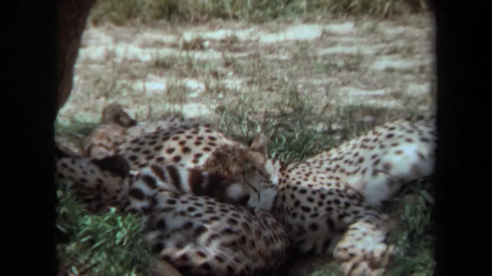 1971 8mm frame from Laguna Hills showing cheetahs lying close together in a shaded grassy habitat.