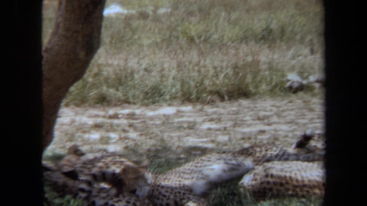 Cheetahs lie stretched out near a tree trunk in a dry grassy area.