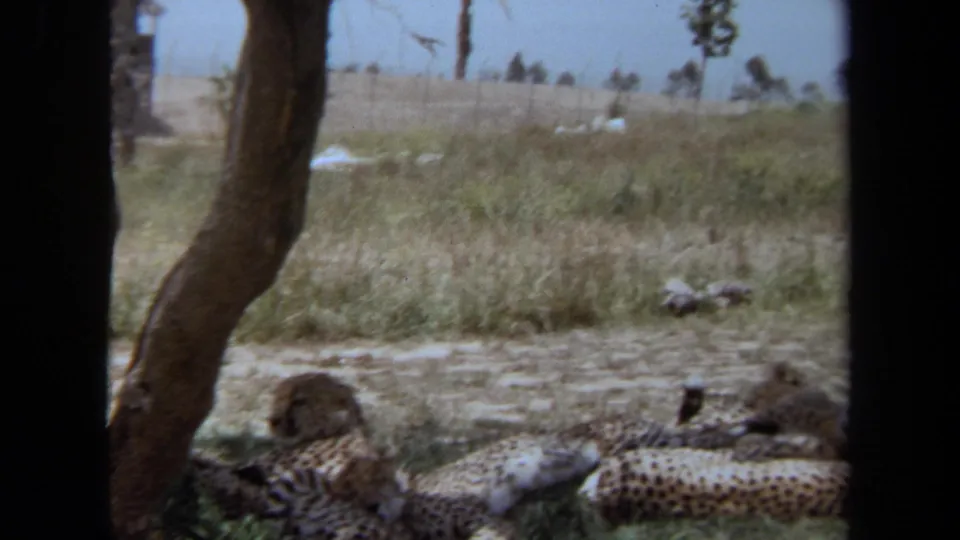 Laguna Hills 1971 8mm frame showing cheetahs lying in a grassy habitat with a tree trunk in the foreground.