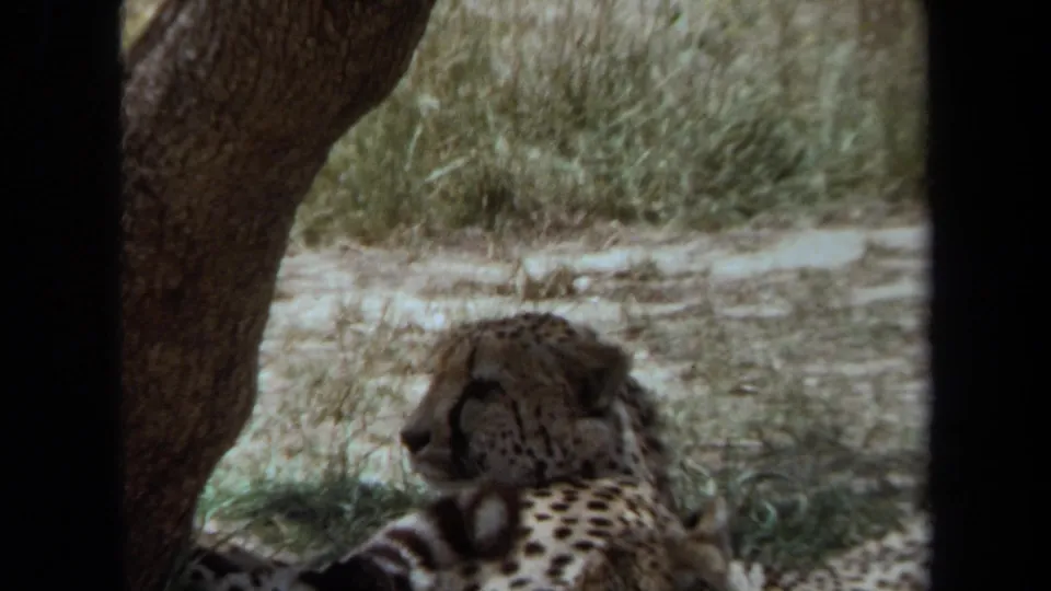 1971 8mm Laguna Hills frame with a cheetah in profile beside a tree trunk in a grassy habitat.