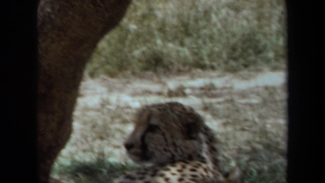 1971 Laguna Hills home-movie frame showing a cheetah-like spotted big cat resting in a shaded enclosure.