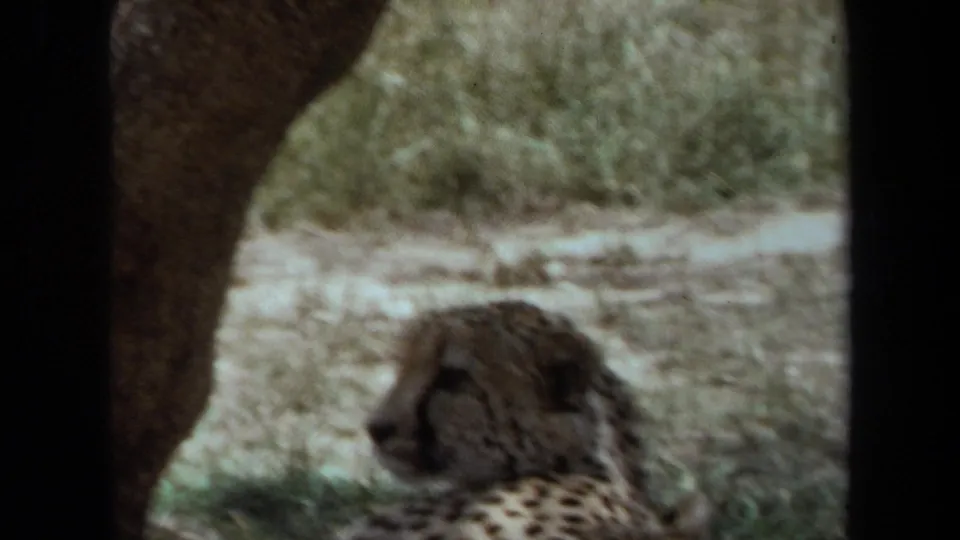 1971 Laguna Hills home-movie frame showing a cheetah-like spotted big cat resting in a shaded enclosure.