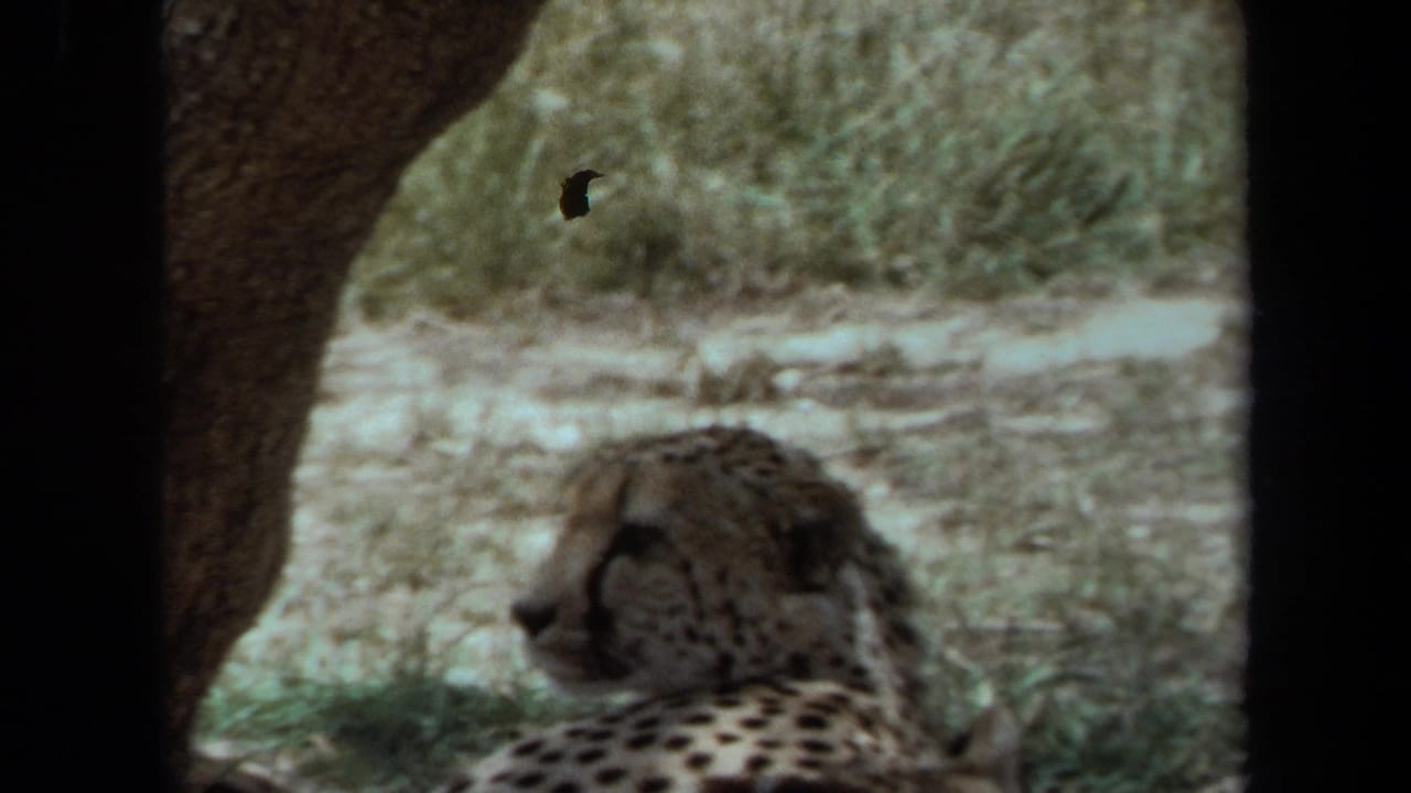 Spotted big cat seen in profile within a shaded enclosure.