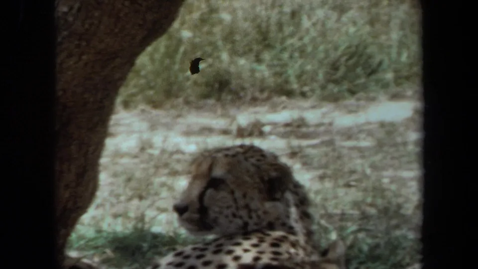 1971 Laguna Hills frame with a cheetah-like animal in profile under shade, partly framed by dark vertical edges.