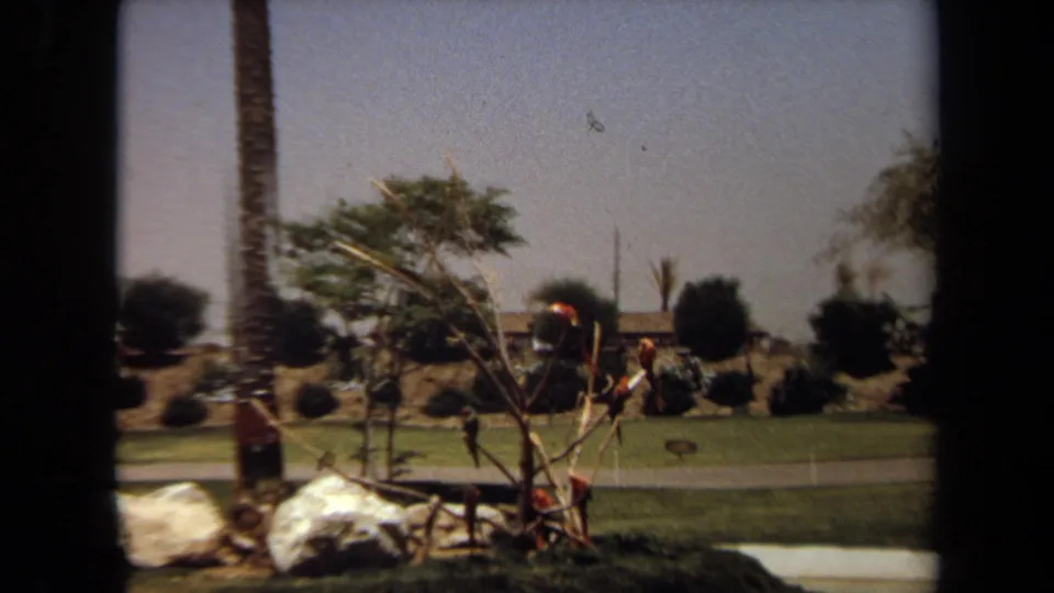 End of the 1971 Laguna Hills pan with palm trunks, planted trees, boulders, lawn, a paved path, and distant park visitors.