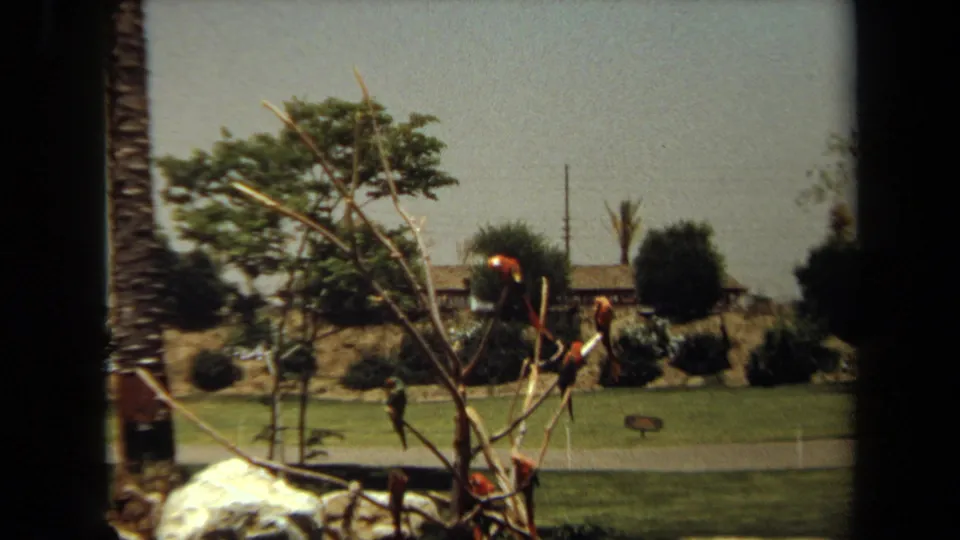 1971 Laguna Hills home-movie frame of parrots on leafless branches with lawn, shrubs, and low buildings behind them.
