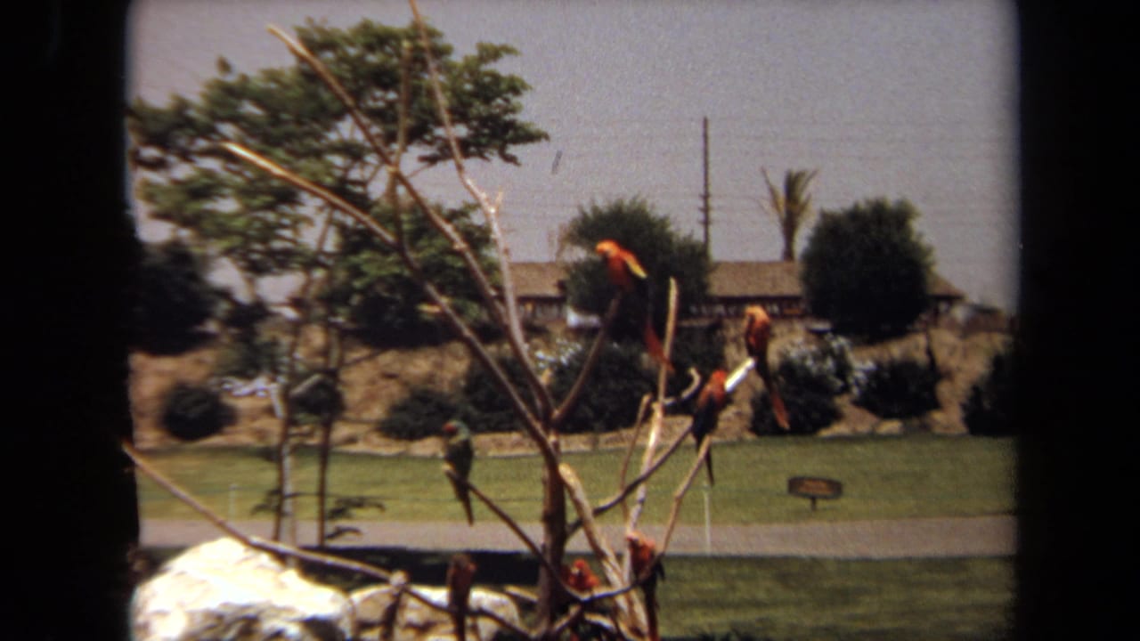 1971 Laguna Hills 8mm frame showing red and green parrots perched in an outdoor bird display with landscaped grounds beyond.