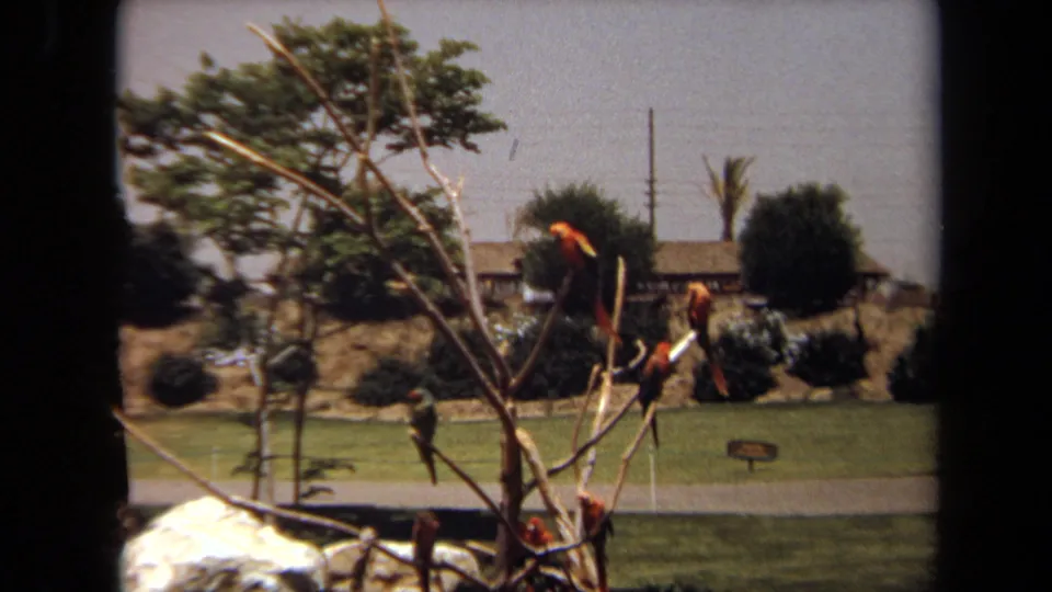 1971 Laguna Hills 8mm frame showing red and green parrots perched in an outdoor bird display with landscaped grounds beyond.