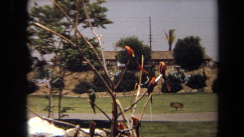 1971 Laguna Hills frame with parrots on a branch structure, a clipped lawn, small signs, shrubs, and a low building in back.