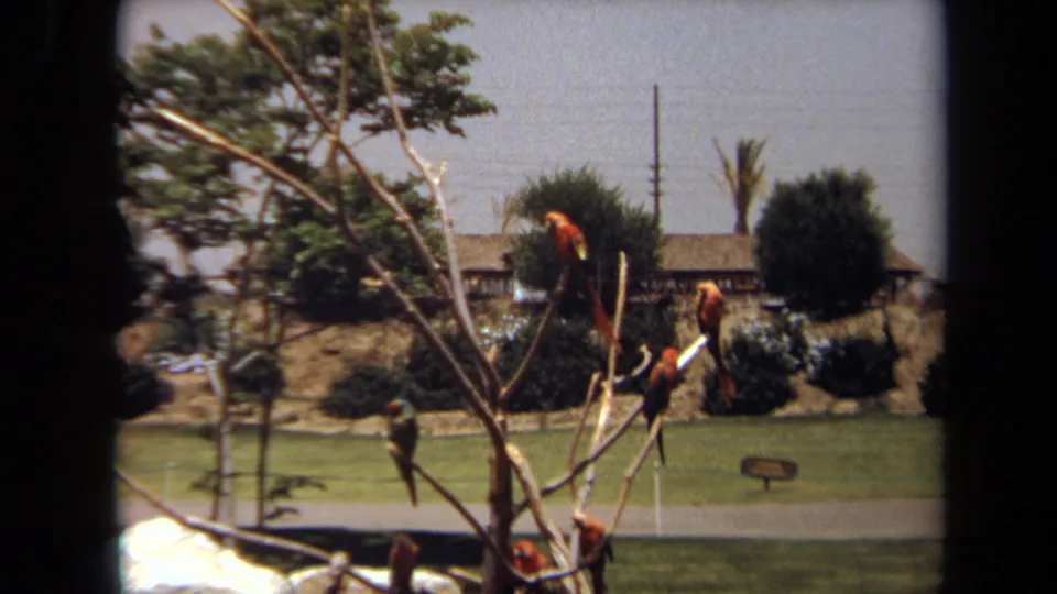 1971 Laguna Hills home-movie still of colorful parrots perched on bare branches, with grass, shrubs, and low structures behind.