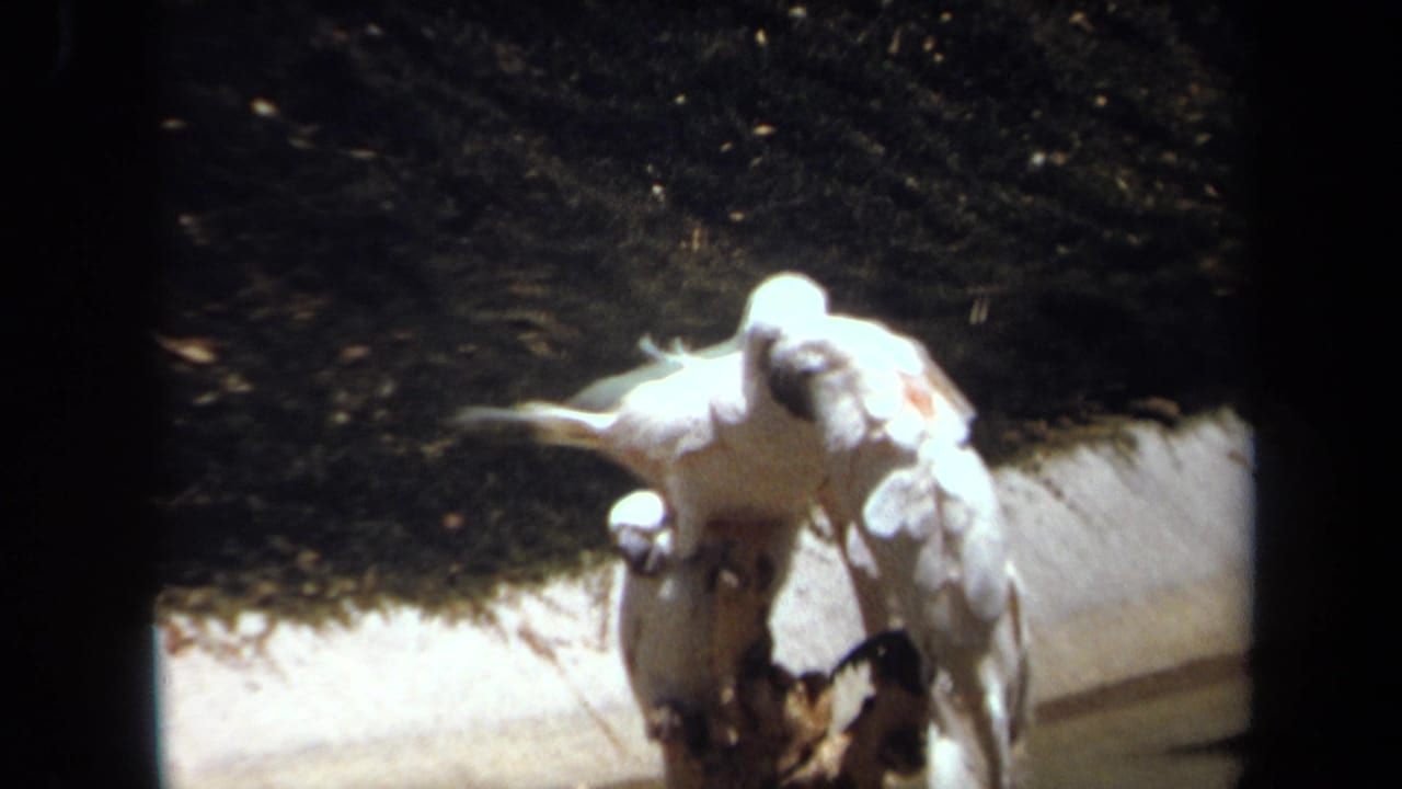 Three white cockatoos perch together on a rough branch in 1971 Laguna Hills home-movie footage.
