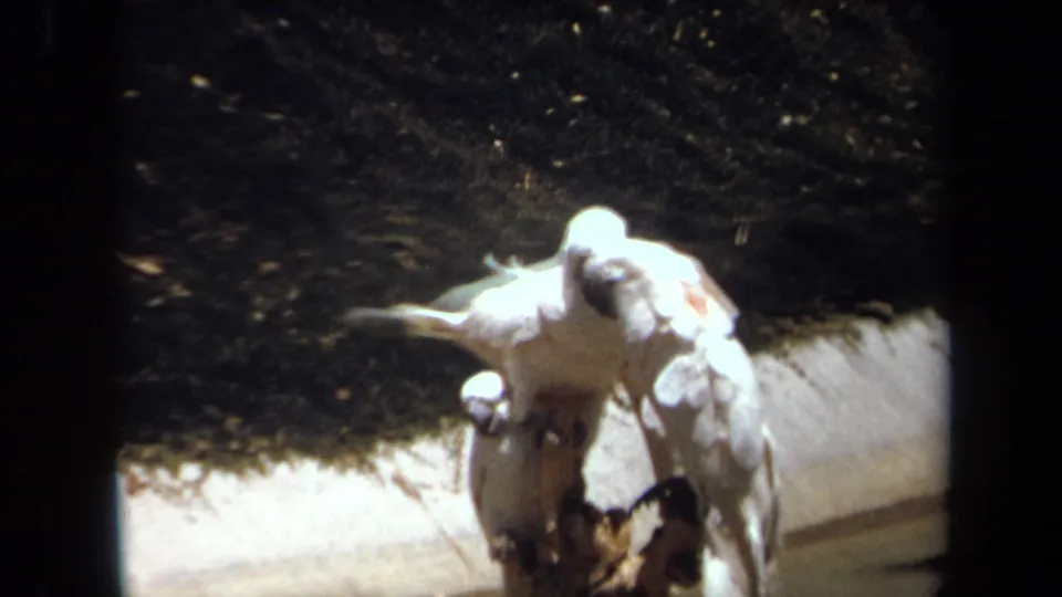 Three white cockatoos perch together on a rough branch in 1971 Laguna Hills home-movie footage.