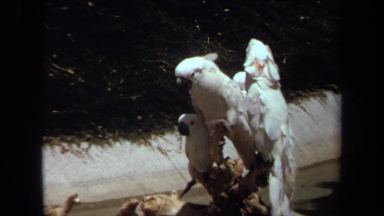 White cockatoos remain perched on a branch in the Laguna Hills enclosure, one bird holding a taller posture.