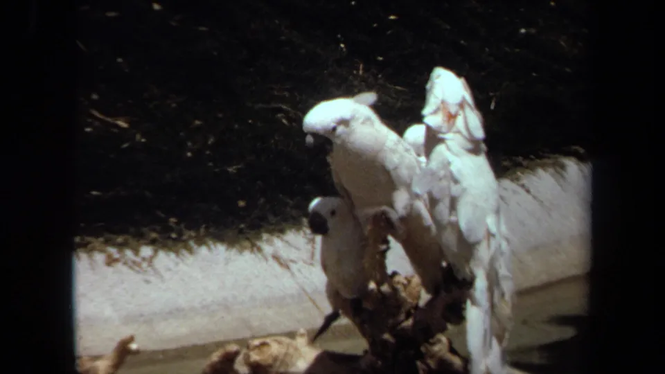 White cockatoos remain perched on a branch in the Laguna Hills enclosure, one bird holding a taller posture.