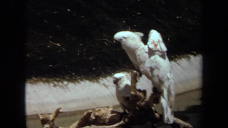 Three white cockatoos perch in a shaded enclosure view from 1971 Laguna Hills 8mm footage.
