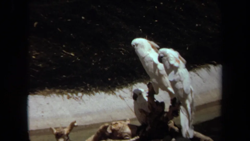 White cockatoos perch quietly on a branch within the Laguna Hills enclosure, seen in grainy 8mm color footage.