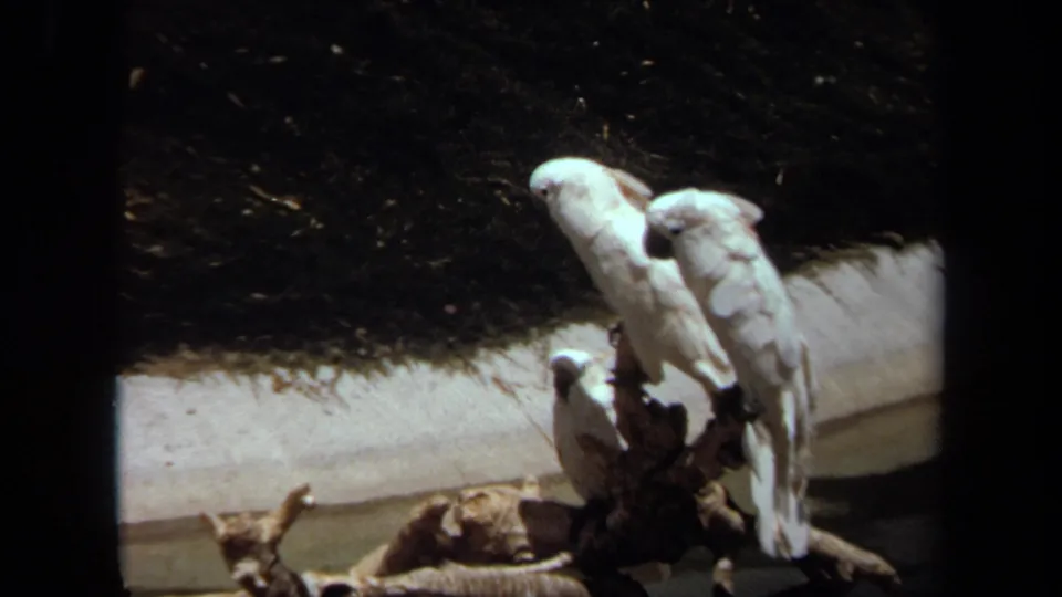 1971 8mm home-movie frame from Laguna Hills showing two white birds perched on a log or stump beside a pond edge.