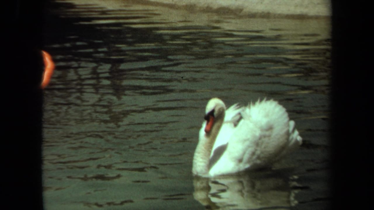 White swan swimming on rippled pond water with dark reflections behind it.