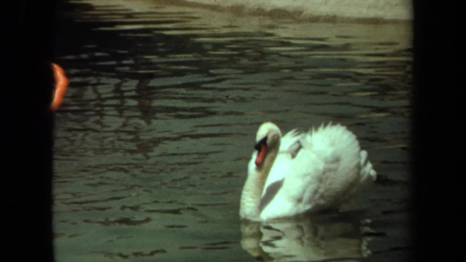 1971 Laguna Hills 8mm frame showing a white swan gliding across rippled pond water in a quiet park or zoo-like setting.