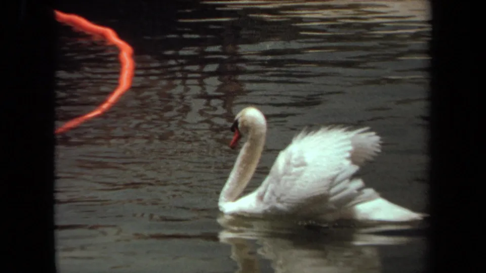 1971 8mm frame from Laguna Hills showing a white swan swimming across a pond, with visible film coloration near the left edge.