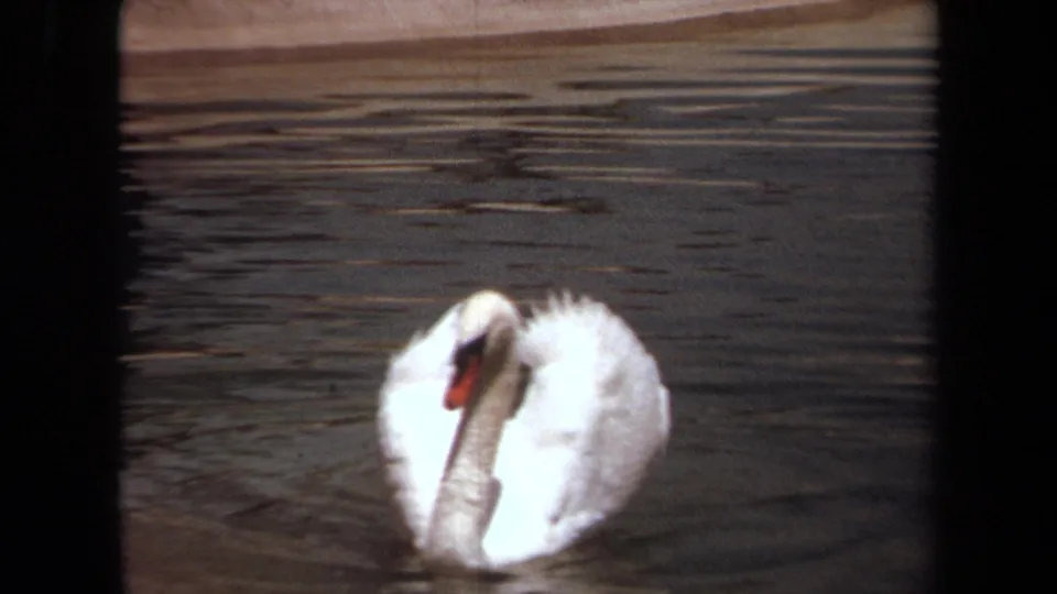 1971 Laguna Hills home-movie frame showing a white swan facing the camera on rippled pond water with raised back feathers.