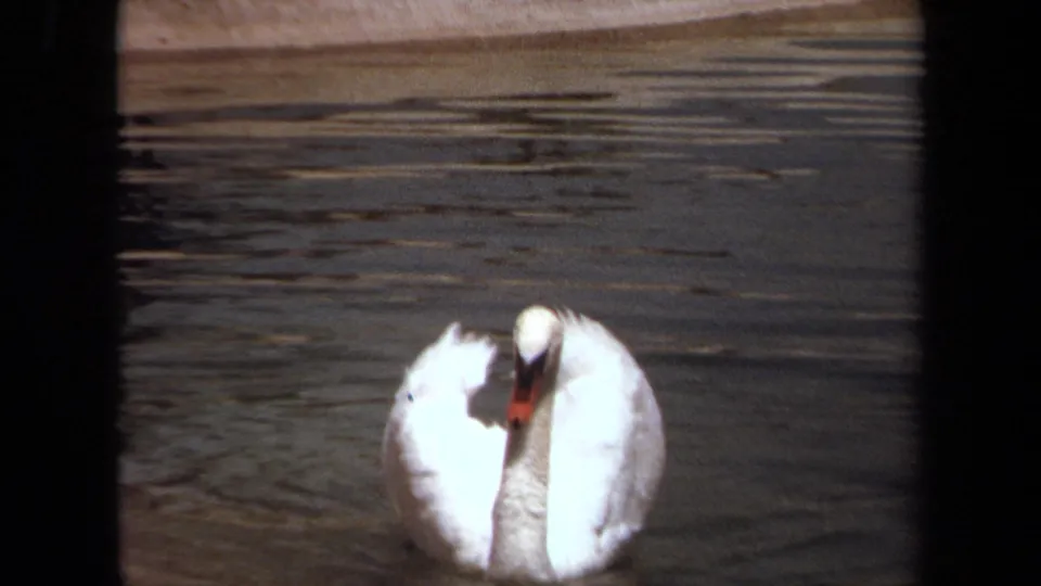 White swan gliding toward the camera on a pond in 1971 Laguna Hills home-movie footage.