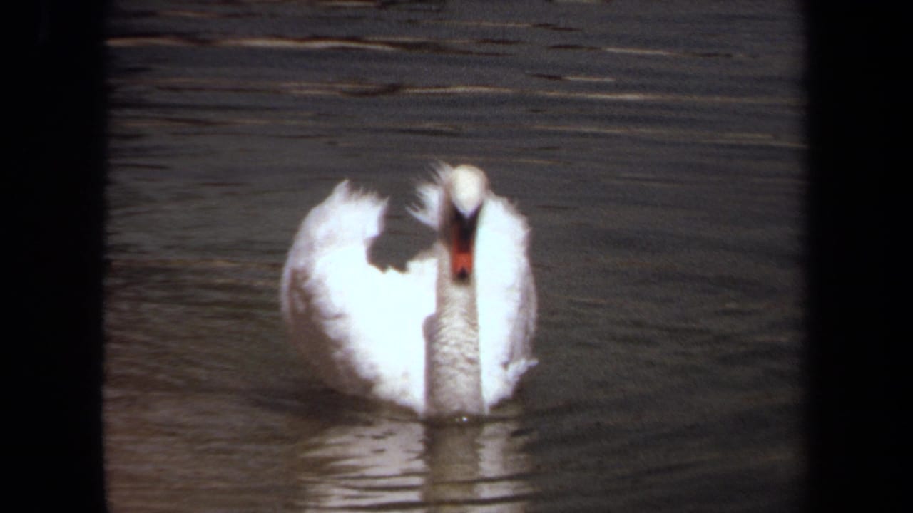 White swan on a calm pond, centered in vintage 8mm footage from Laguna Hills, California.