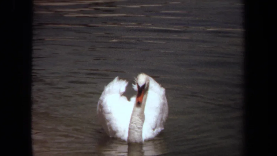 White swan continuing across the pond in 1971 Laguna Hills 8mm home-movie footage.