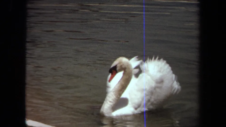 White swan turning sideways and preening on a pond in Laguna Hills, California, 1971.