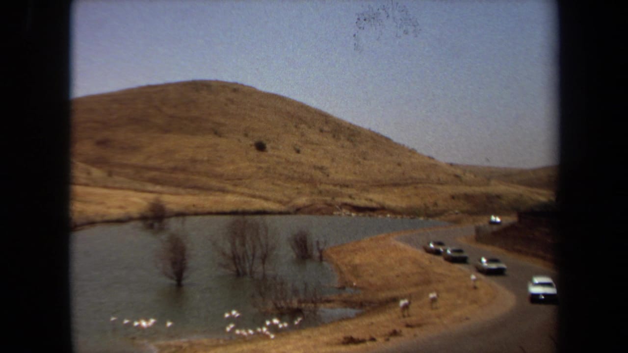 A road curves beside a pond as cars approach, with white birds near the shoreline.
