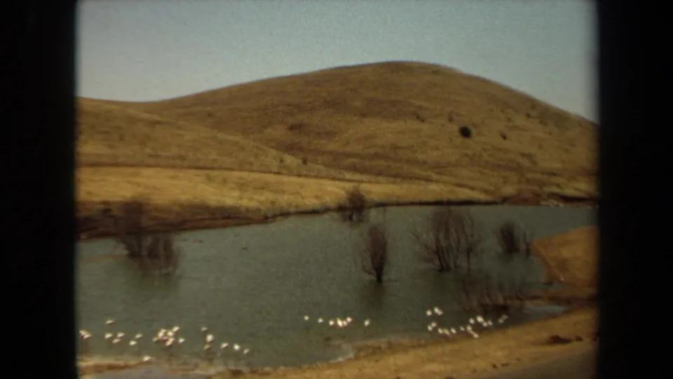 1971 Laguna Hills frame focused on the pond, white birds, leafless trees in water, shoreline, and rolling golden hillside.
