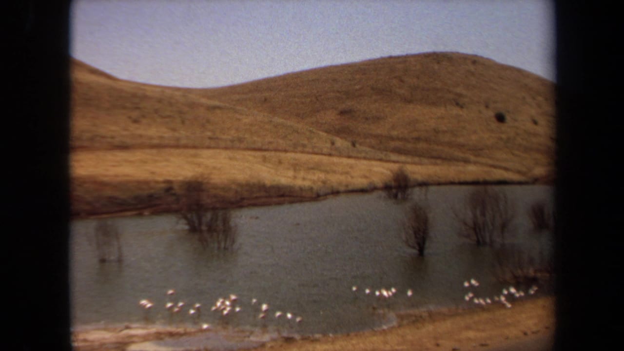 1971 Laguna Hills 8mm frame with a rounded dry hill, pond or reservoir water, sparse bare trees, and bright birds near the shoreline.
