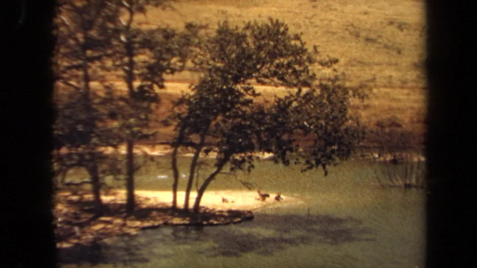1971 Laguna Hills frame showing leafy and bare trees near a greenish body of water, with birds on the water and a golden hillside beyond.