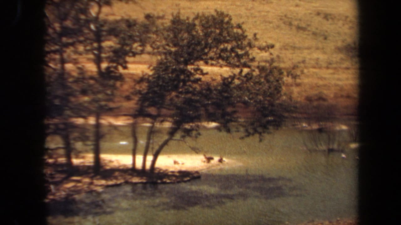 1971 Laguna Hills 8mm frame showing distant antelope-like animals resting near a lake shore under leafy trees.