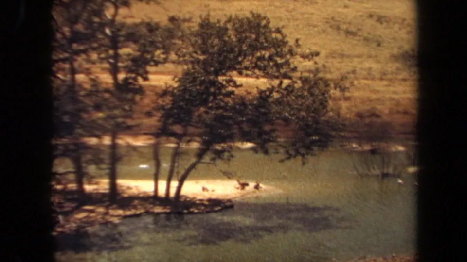 1971 Laguna Hills 8mm frame showing distant antelope-like animals resting near a lake shore under leafy trees.