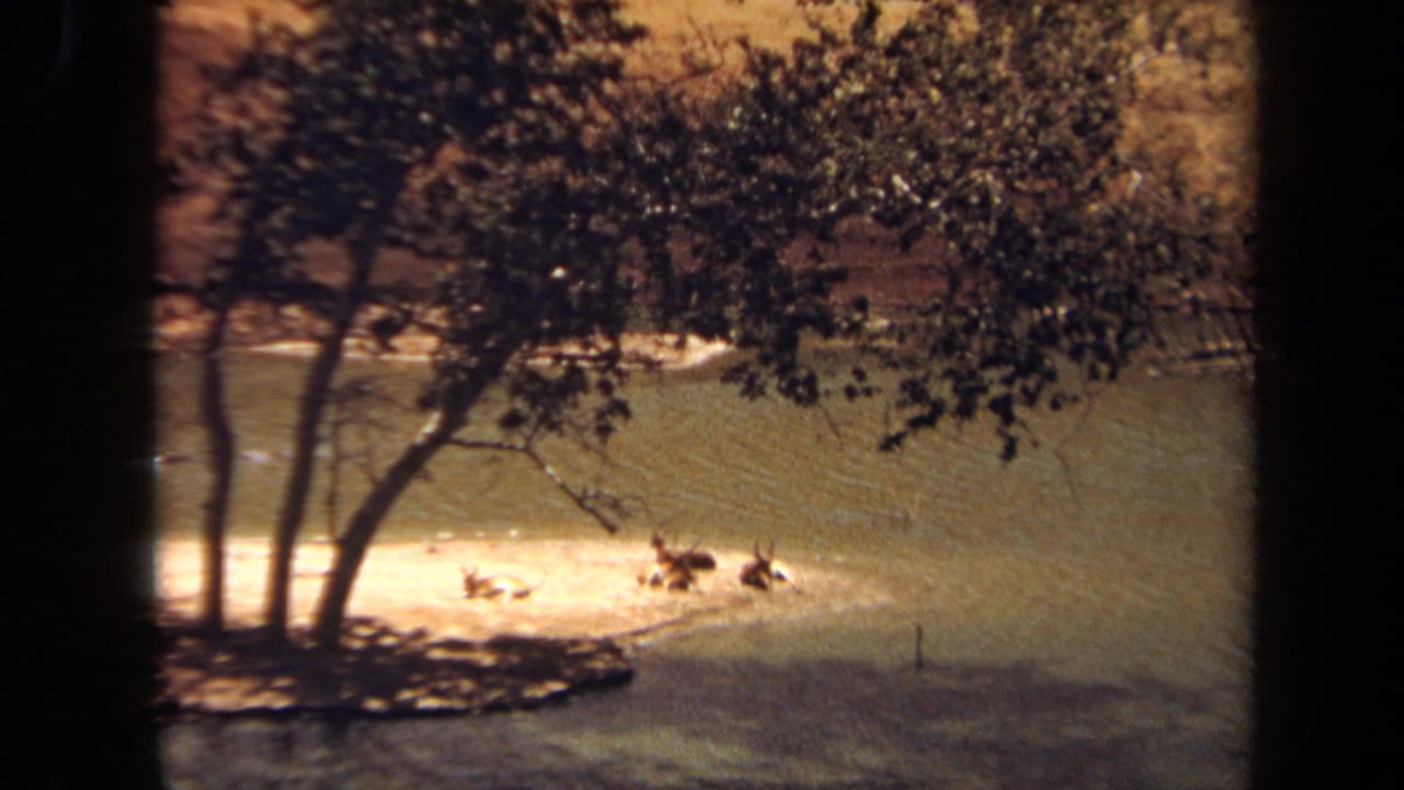 Several animals lie on a bright sandy shore beside water and trees.