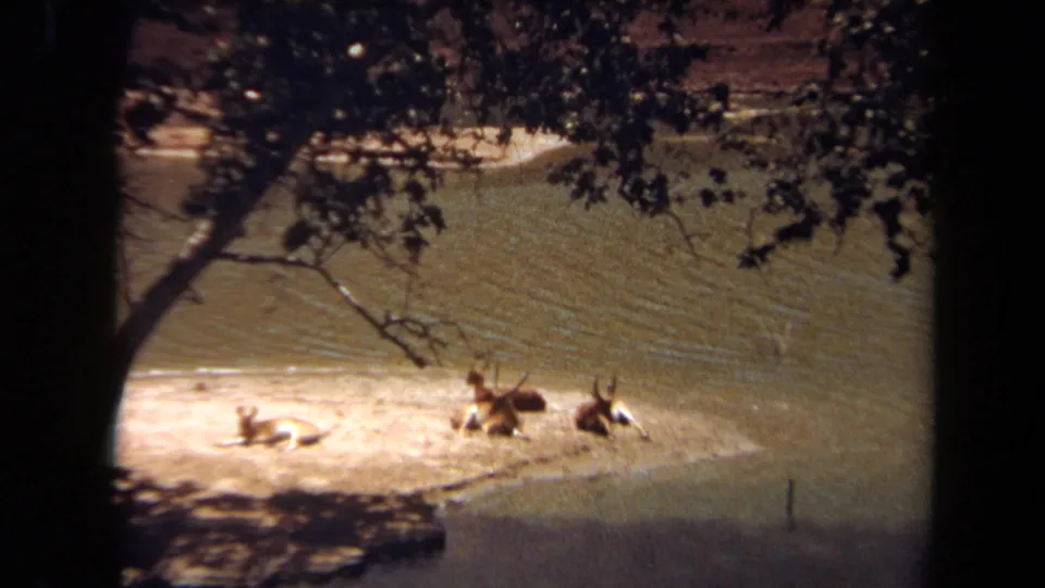 1971 Laguna Hills 8mm view of antelope-like animals resting on a small sandy point beside rippled green water.
