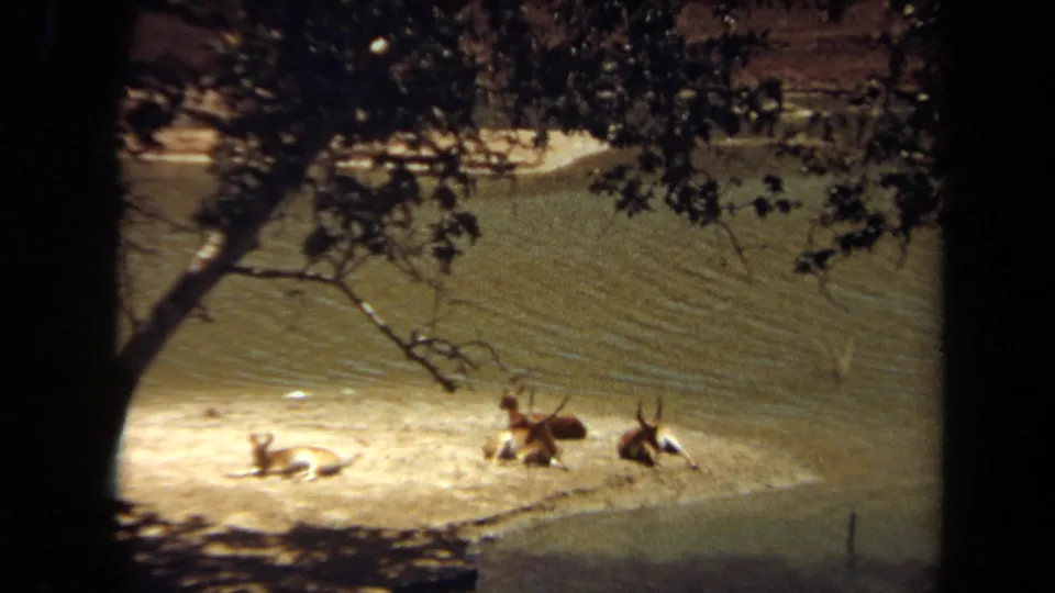 1971 Laguna Hills 8mm frame showing antelope-like animals resting under branches at the edge of a calm lake.