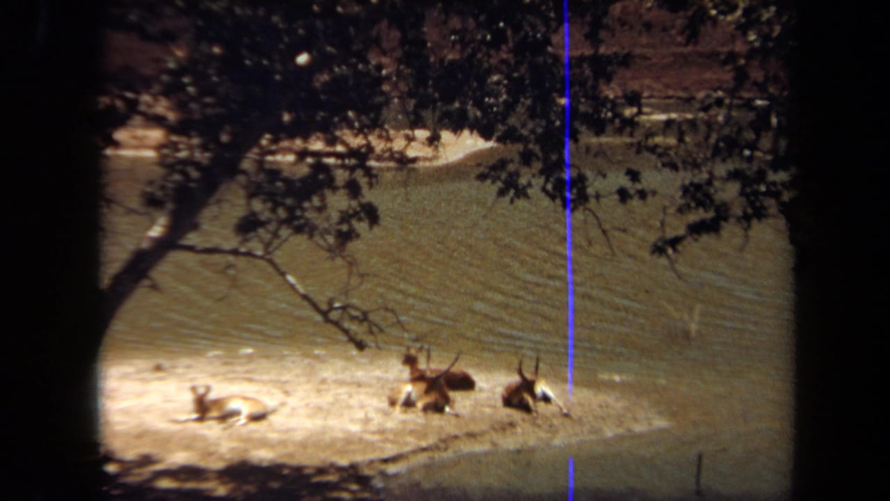 1971 Laguna Hills 8mm frame showing giraffes on a dry hillside beneath tree shade, with a fence line and film-edge borders visible.