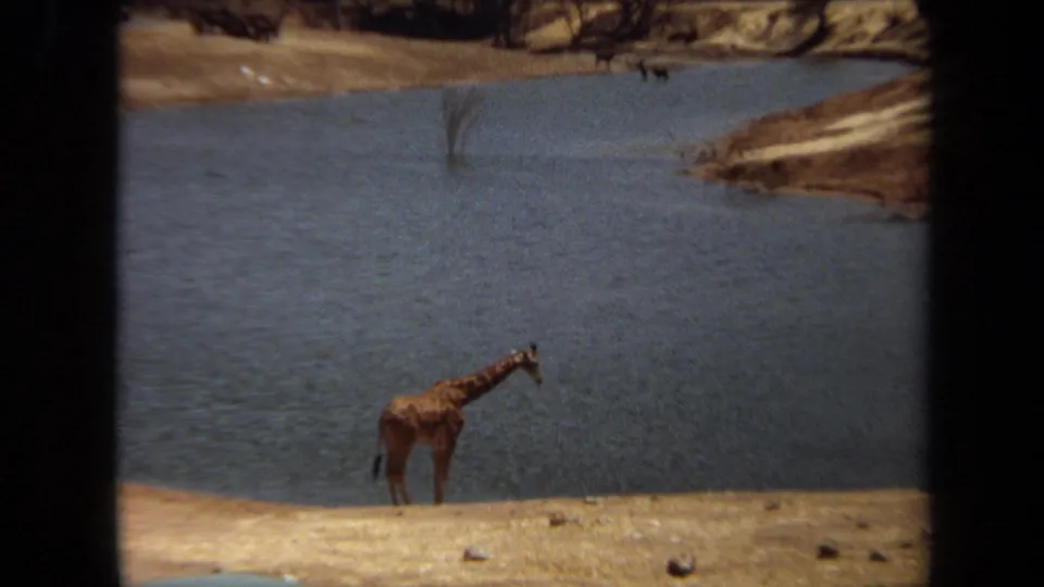 1971 Laguna Hills frame centered on a single giraffe at the lakeshore, with rippled water, dry earth, rocks, and distant brush visible.