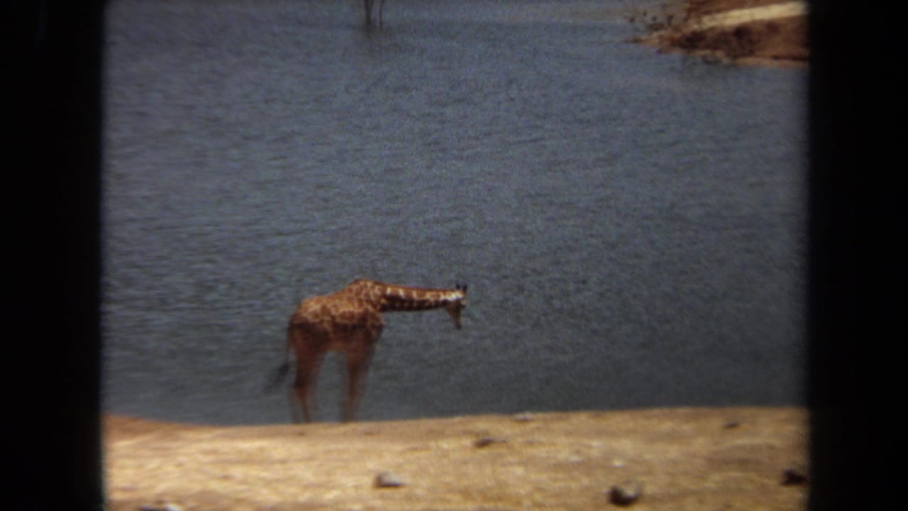1971 Laguna Hills 8mm frame showing a young giraffe on a dry bank at the edge of blue water.