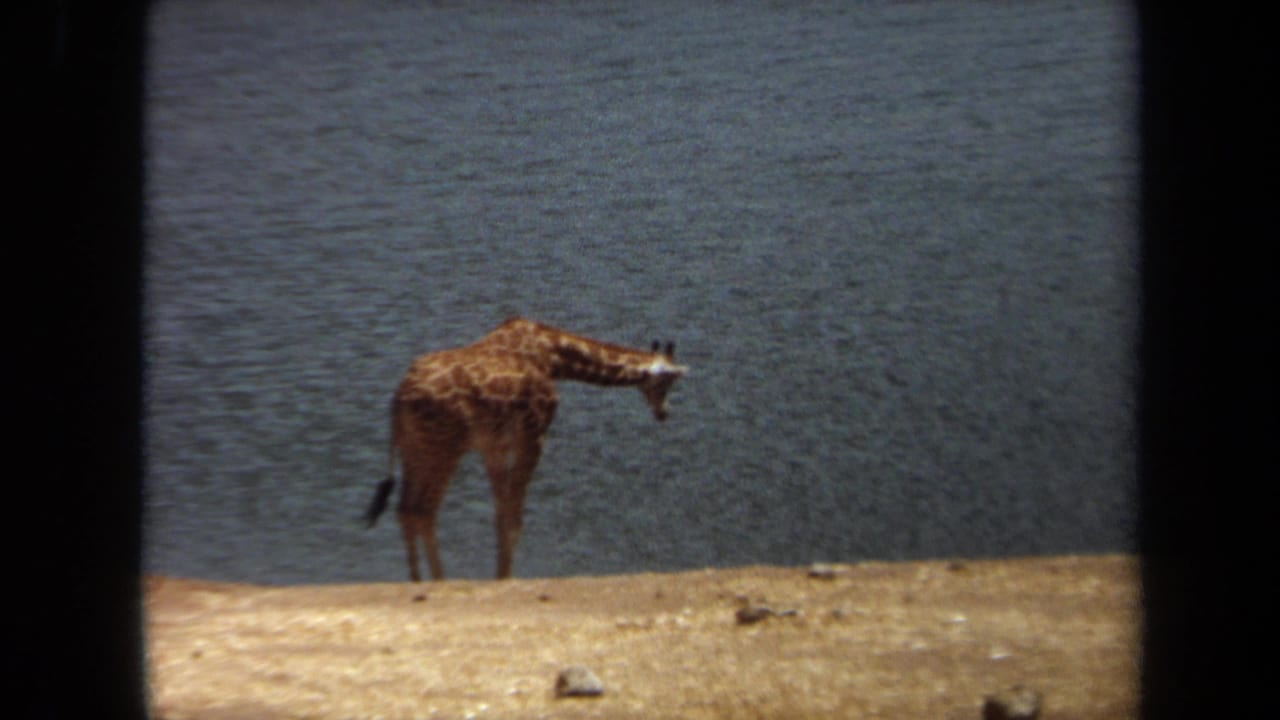 Giraffe bends its long neck toward the water from a sandy bank.